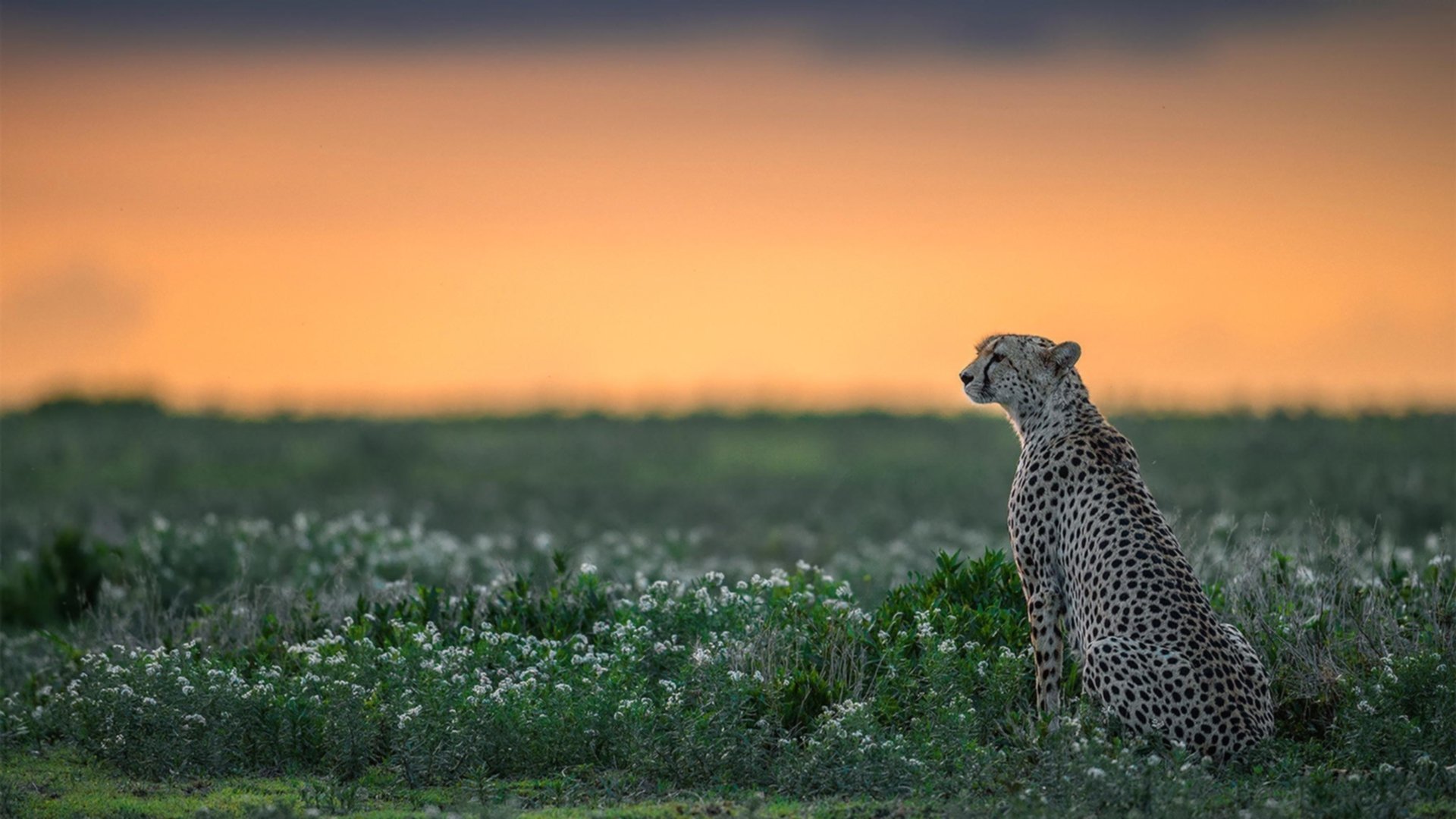 9游-德甲“胜负关键战”：拜仁对多特，决战冠军归属